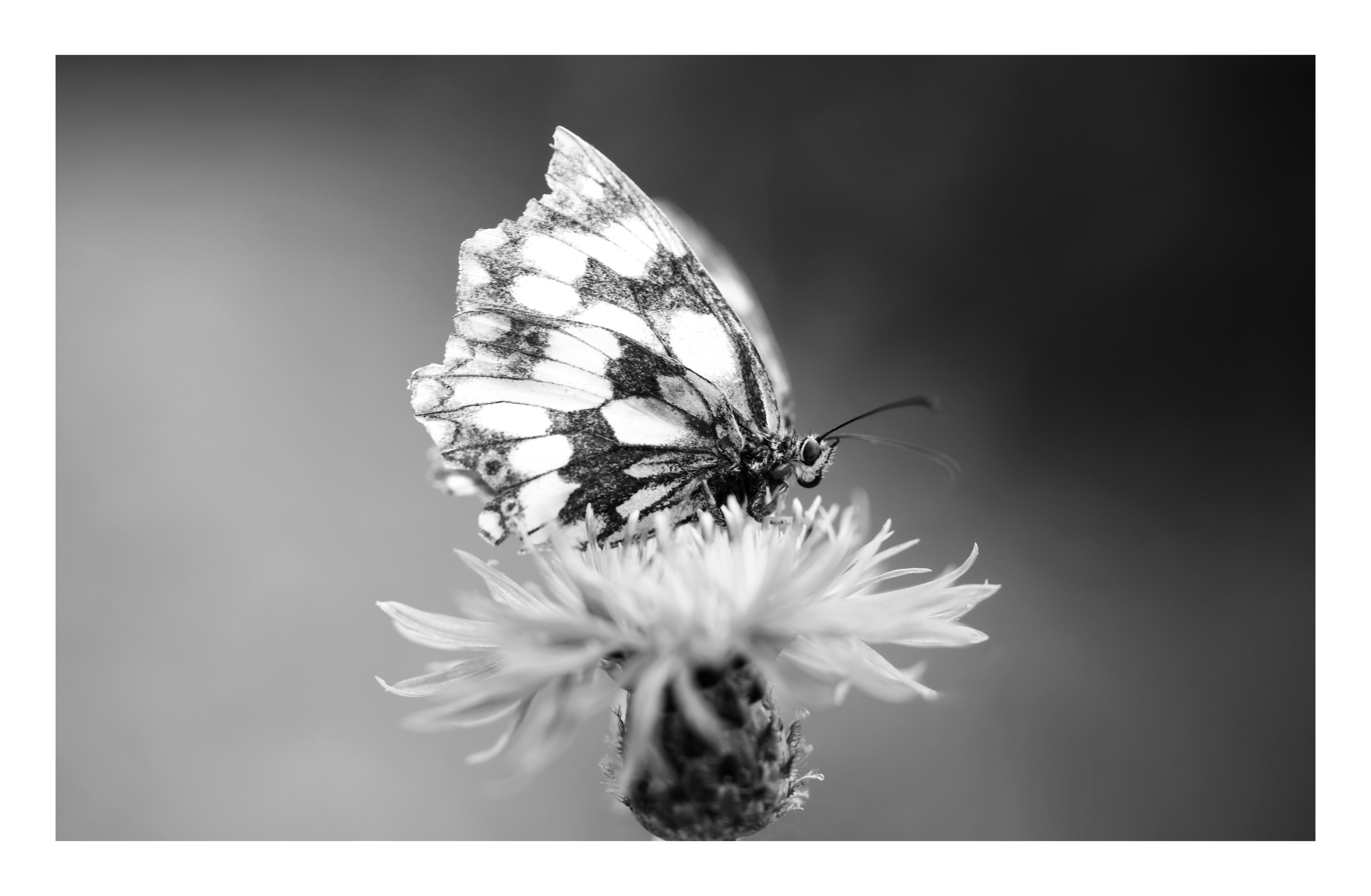 Schmetterling